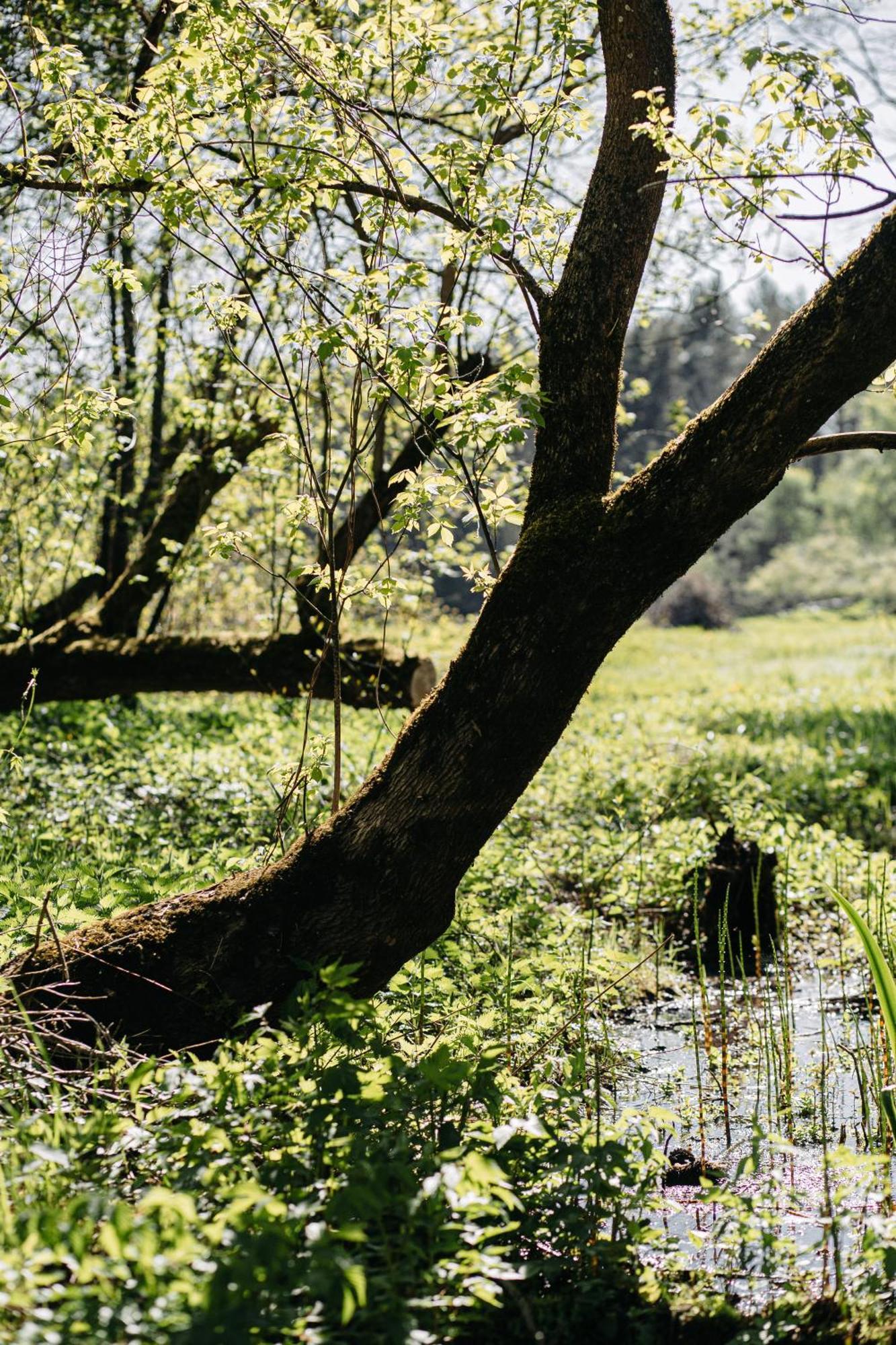 "Gaujmale" Sauna House In Nature Laukbeitini Eksteriør billede