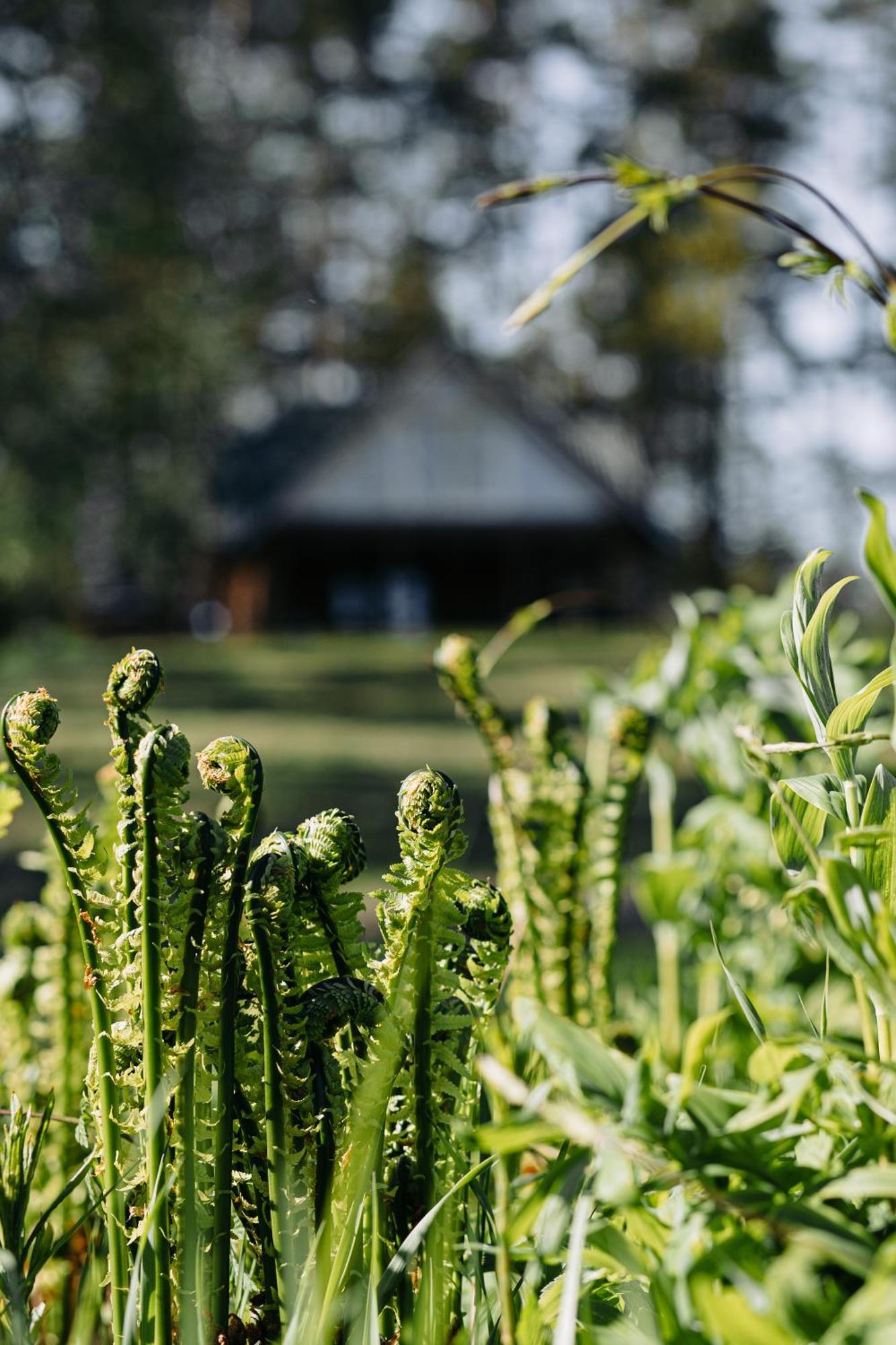 "Gaujmale" Sauna House In Nature Laukbeitini Eksteriør billede